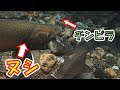 【衝撃映像】ヌシ岩魚の女に手を出したチンピラの末路…【大岩魚】