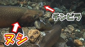 大岩魚 Youtube