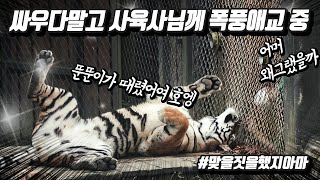 참다참다 폭발한 태범이 덕분에 다시 열린 문, 사육사님께 쪼르르 달려가 애교부리는 무궁이! #싸우고선생님께이르는초딩들 #앞구르기무궁 #4K #화질맛집 #에버랜드 #호랑이