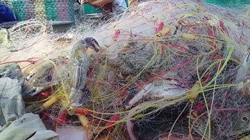 Đánh lưới ghẹ