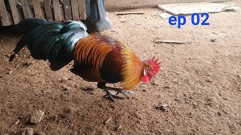 ep 02. lo saib kuv tu lau qaib mos noob qaib tuaj zoo. ไก่สายหมาน