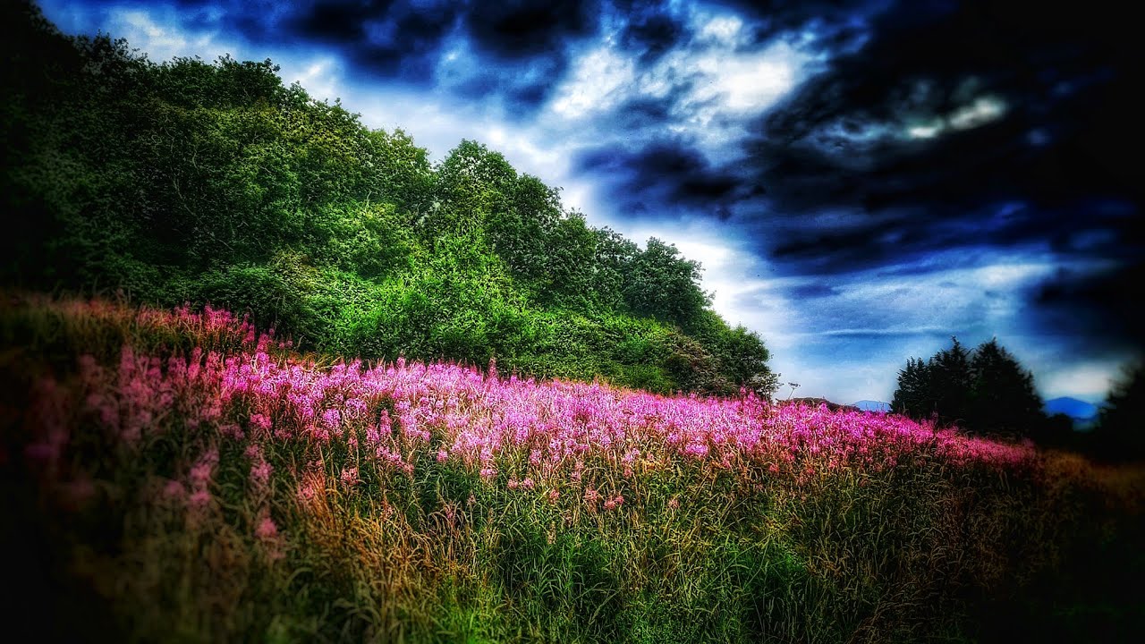 Survival plant fireweed