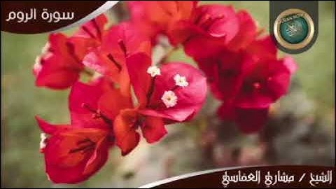 Мишари Рашид аль-афаси сура ар-рум (румы)