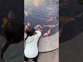 Gania kasih makan ikan koi kekolam #shortvideo #ikankoi