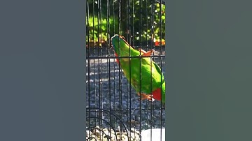 burung serindit dada merah @ serindit mutasi sepasang