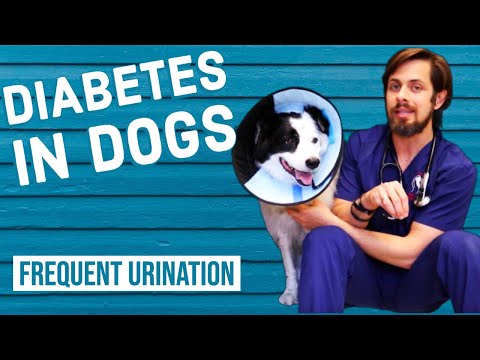 Video: Diabetes způsobuje psy urinovat hodně?