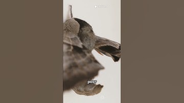 The first computer ‘bug’ was an actual insect!