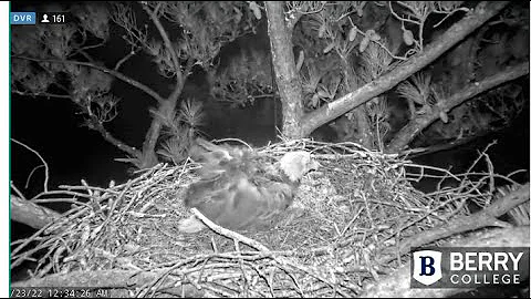 Berry College Eagles~Female Eagle (Missy) Incubate...