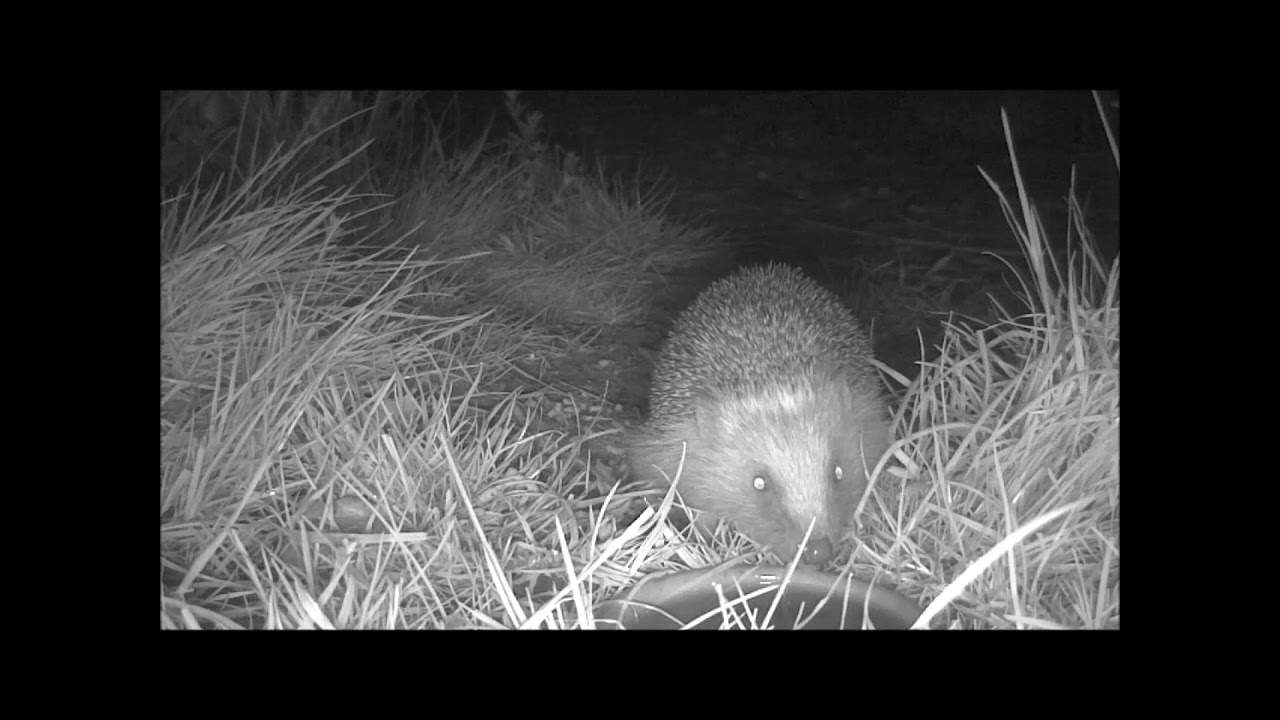 Wildlife Trail Camera - 25.4.2021
