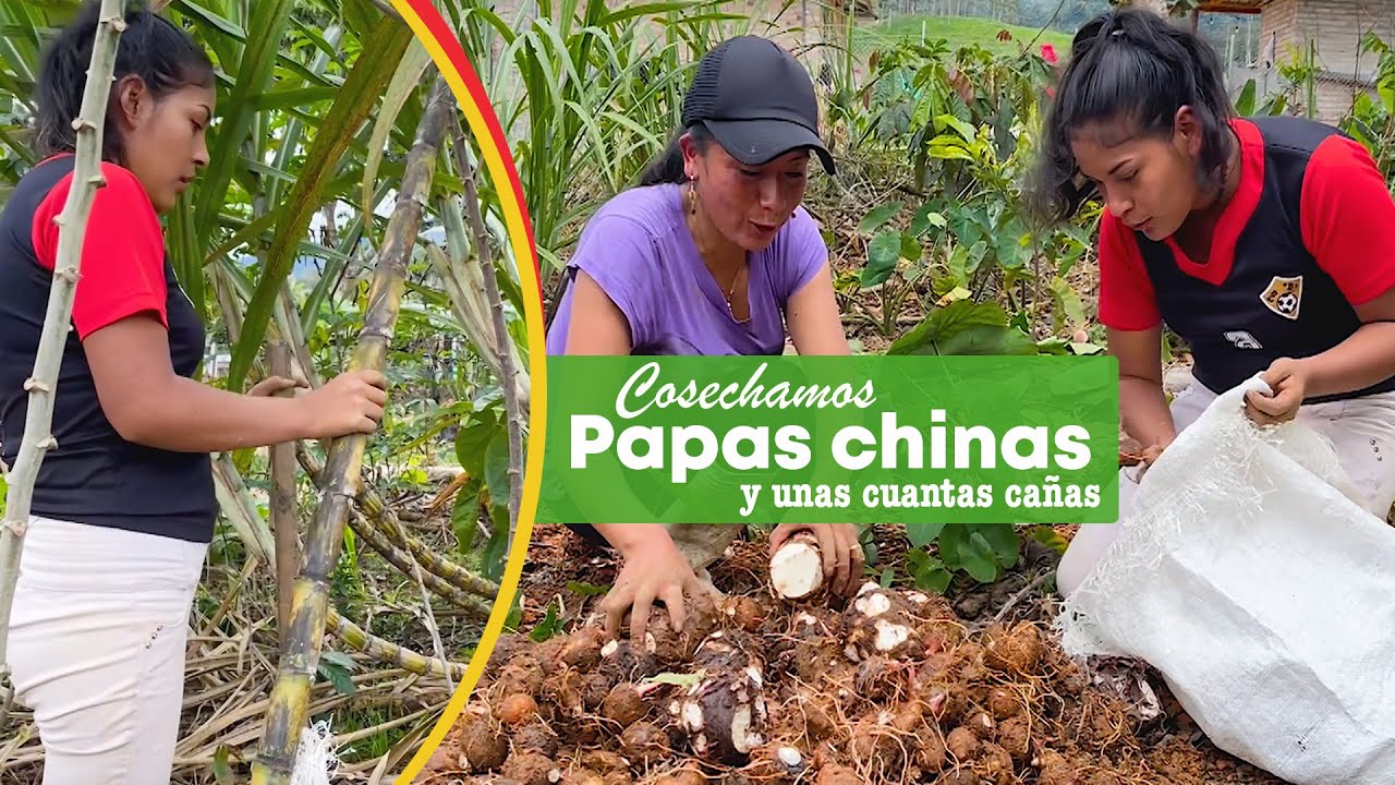 ¿Conoces la papa china? - YouTube