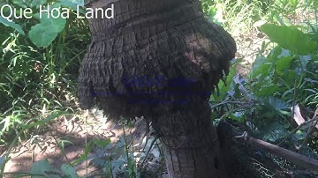 Độc, Lạ Cây Dừa Có Một Không Hai tại Nghĩa Hành Quảng Ngãi