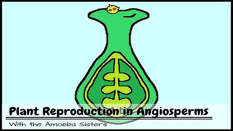 (OLD VIDEO) Plant Reproduction in Angiosperms