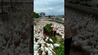 Feeding The Geese #satisfying #shot