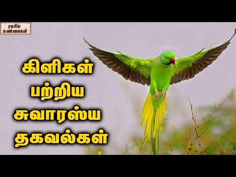 கிளிகள் பற்றிய சுவாரஸ்ய தகவல்கள் || ரகசிய உண்மைகள்