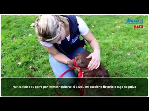 Video: Entrenamiento del perro: Pros y contras de usar un perro Halti