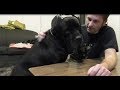 Gear Review - Ear Protection for your dog! Gear Review - Ear Protection for your dog!