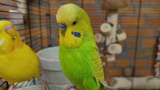 Relaxing Budgie Sounds