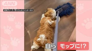 自ら床掃除？“モップ”になるワンちゃん　掃除で動かすと…目の色を変えてかみつく！(2023年6月14日)