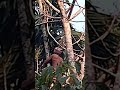 Arecanut cliber arecanut harvesting in our locality