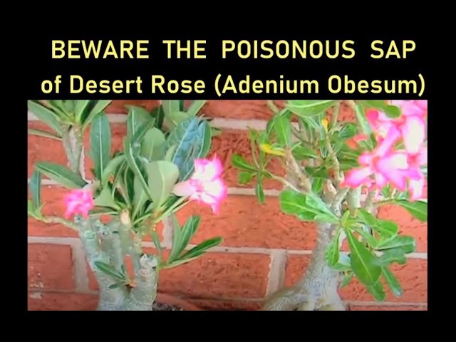 Poisonous Sap Of Desert Rose Symptoms From Mild To Life Threatening Youtube