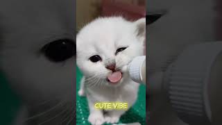Feeding Baby Kittens With a Bottle… This Broke Me 😭🍼 (Part 103)