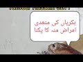        sheep goat sore mouth  tanveer hussain  9211