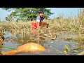 Hand Fishing in Paddy Land Water || Traditional Little Smart Boys Fishing Video 2023.
