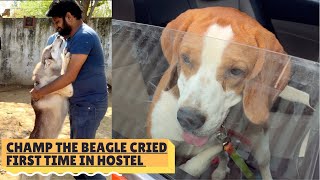 MY BEAGLE CRIED | DOGS FIRST HOSTEL EXPERIENCE | CHAMP & WOLFY