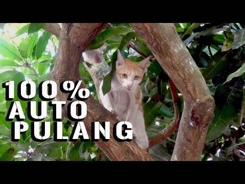 Video: Cara Menulis Pengumuman Kucing Yang Hilang