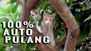 Kucing Anda Hilang Atau Gk Tau Jalan Pulang | COBA CARA INI