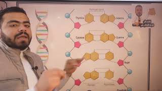 حل جميع أفكار مسائل الـ DNA | الفيديو (2)
