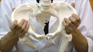 女性骨盤モデル，可動型・大腿骨付：動画