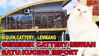 GEREBEK CATTERY MEWAH RATU KUCING IMPORT  BIQUIN CATTERY LEMBANG