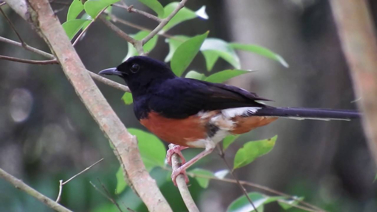 アカハラシキチョウ (White-rumped Shama) 
