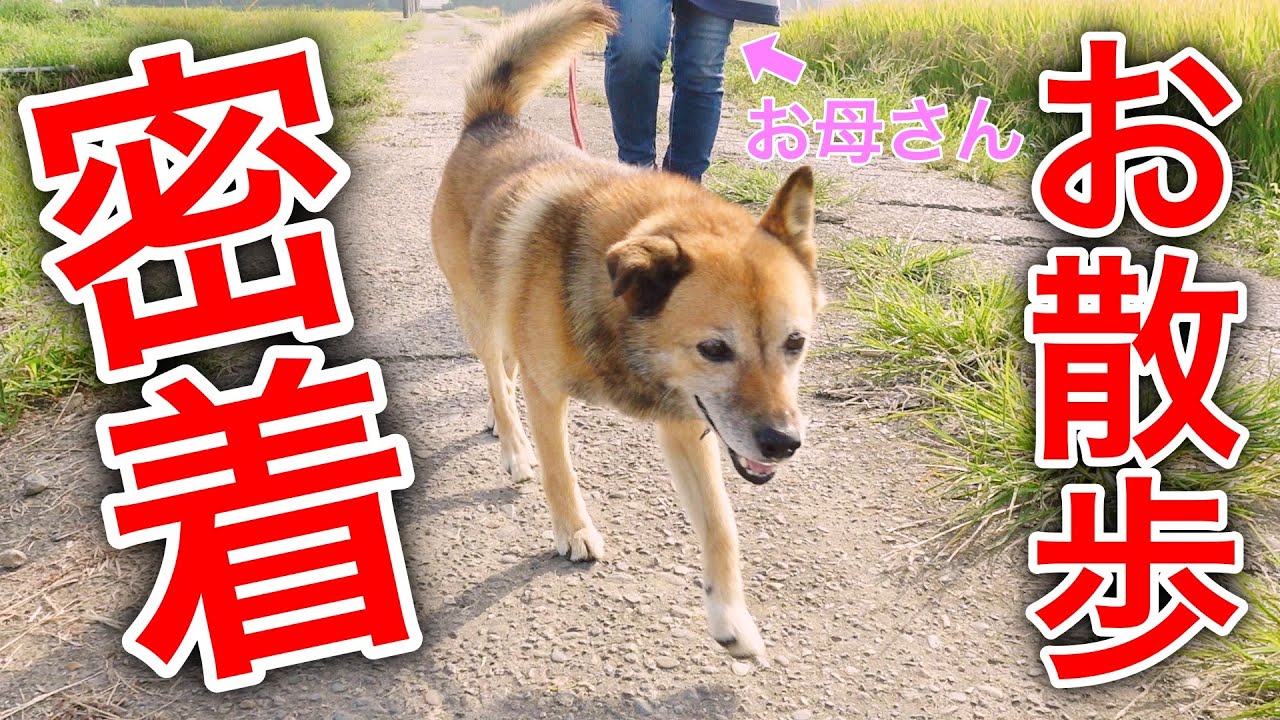 Tiktokで話題 雑種犬コロちゃんの母親との散歩コースに密着 Youtube