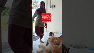 Kucing oren barusan dibuang, baru aja 3 kucing Emak mskkan tas #catloversunite #kittenrescue