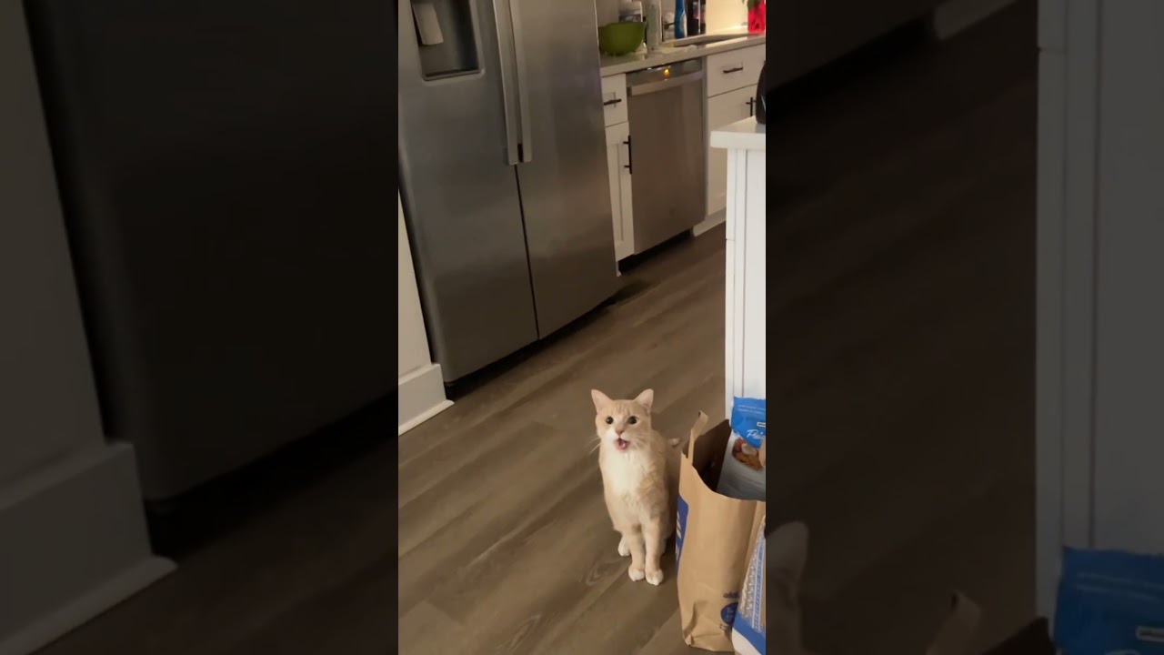 Cat vs. guitar. They say imitation is the highest form of flattery. Hope he takes the compliment auf YouTube ansehen Cat vs. guitar. They say imitation is the highest form of flattery. Hope he takes the compliment auf YouTube ansehen