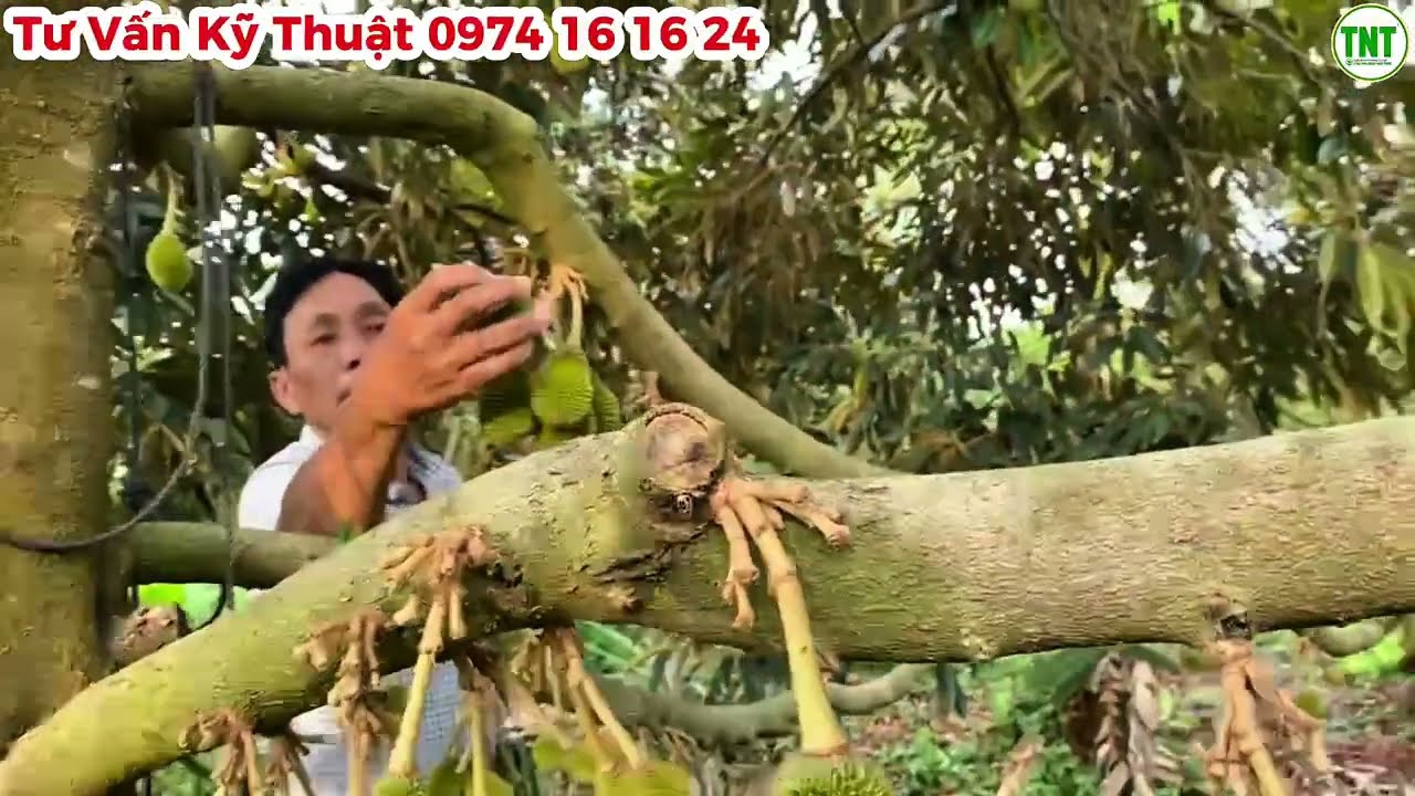 Vượt Qua Sốc Rụng Trái An Toàn, Vườn Sầu Riêng Musaking ở Phong Điền Bước vào Giai Đoạn Nuôi Trái