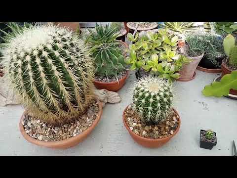 Growth rates of golden barrel cactus.