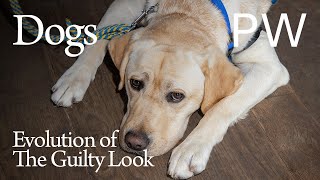 The Science Behind the Guilty Look