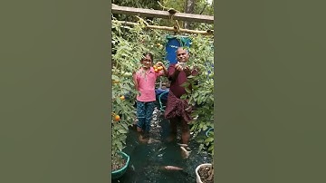 Amazing Aquaponic Farm: Integrated Fish and Vegetable Farming 🍅🐟