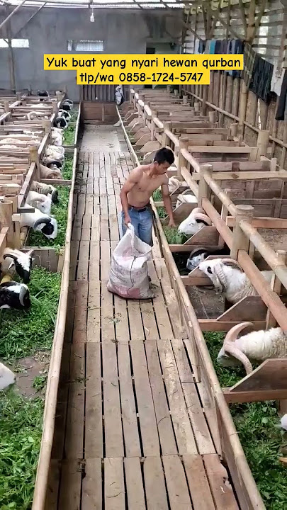 Hewan qurban domba garut #domba #shortvideo #dombagarut #jualdomba #animals #shorts #qurban #fyp #fy