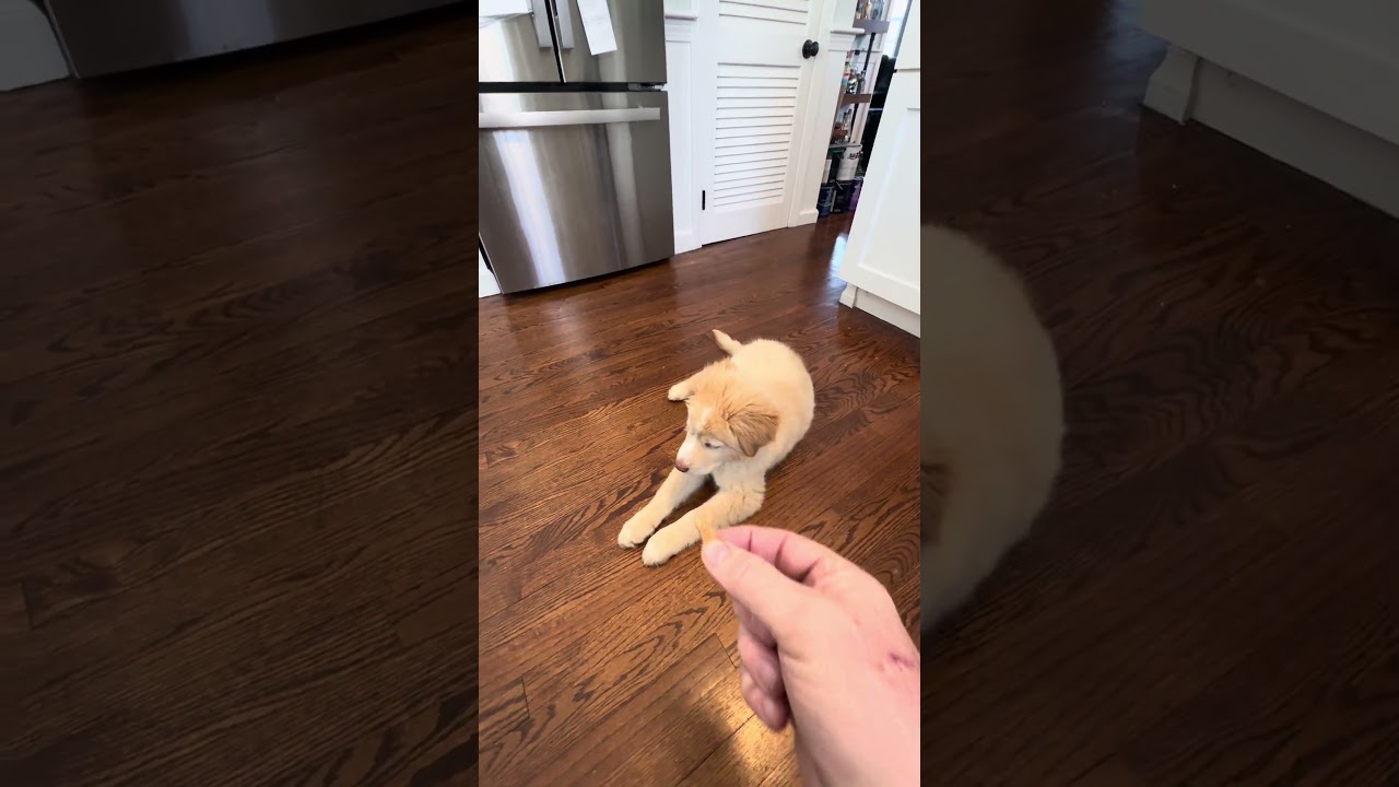 Training Sessions: Day 1 with Nala | The Gentle Giant Dog. Follow us 