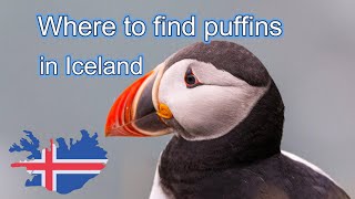 Where to find PUFFINS in ICELAND - my suggested spots