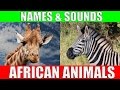 African Animals Names and Sounds for Kids to Learn | Learning African Animal Names for Children