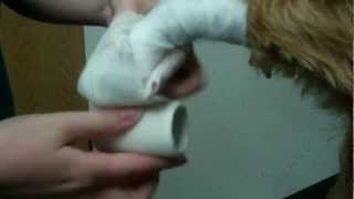 how to apply a pet foot bandage screenshot 5