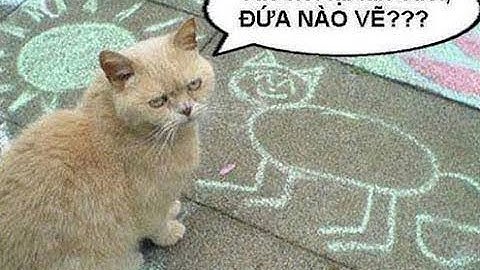 Khoảnh khắc hài hước của động vật, Chó mèo hài hước -  Funny animals compilation try not to laugh