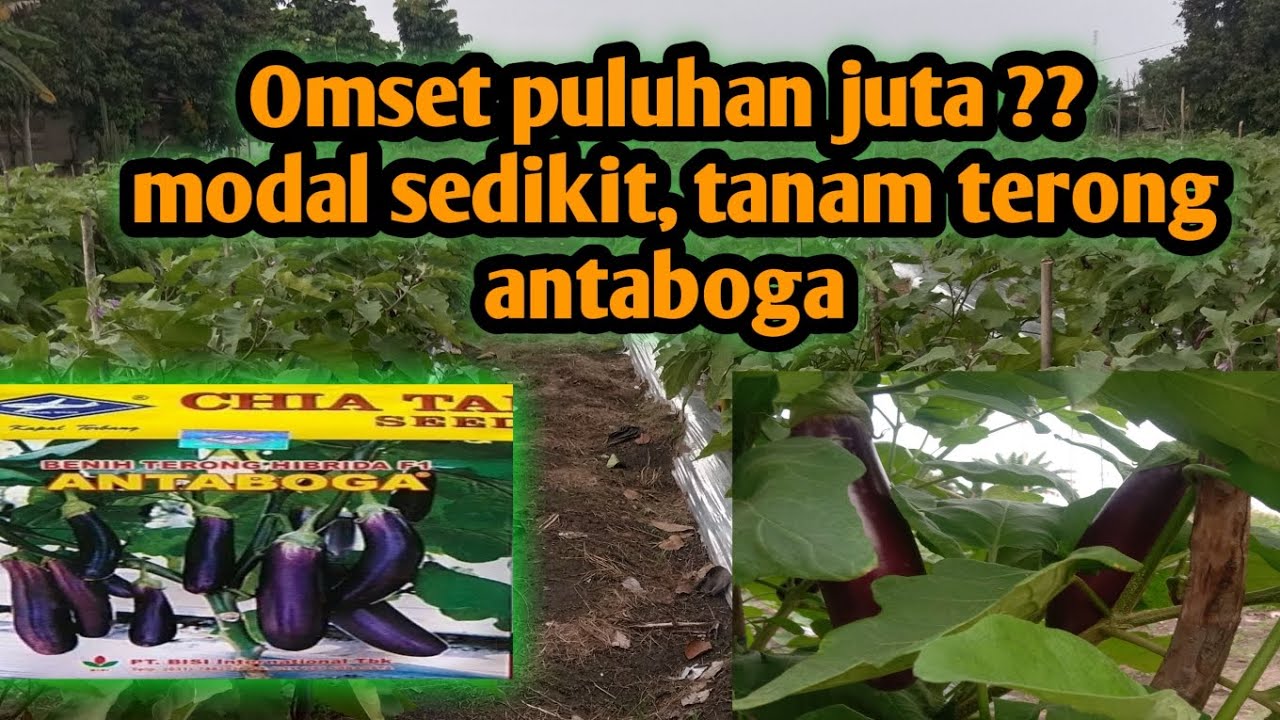 cara menanam terong antaboga omset 4 jt an perkutipan 