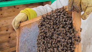 расплод в январе 😱 что делать? спасаем пчелосемью!  #беларусь #пчеловодство #осиповичи