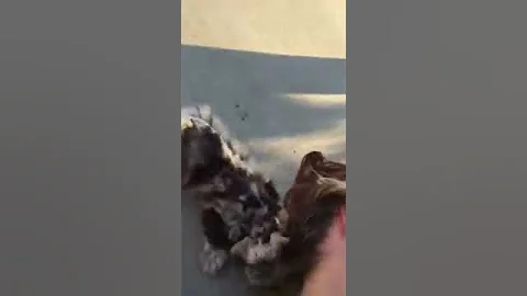 My Little Merle Schnauzer Stinker Pots